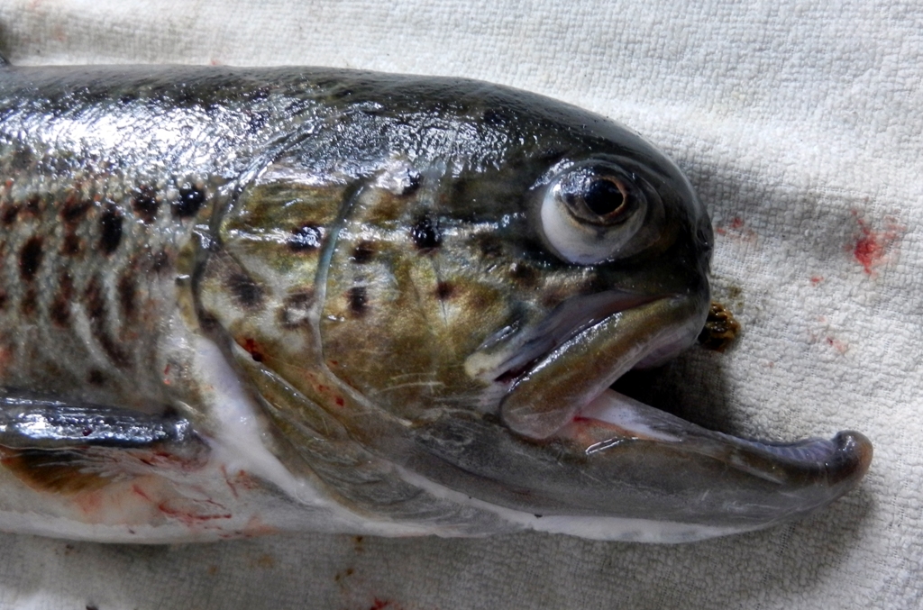 17.04.2015: Mopskopf (Ursache sind parasitäre Sporentierchen oder Verletzungen in in der Jugend) bei einer Seeforelle mit 47 cm und 1100 Gramm, gefangen von Rainer Kruck (Foto: Rainer Kruck).